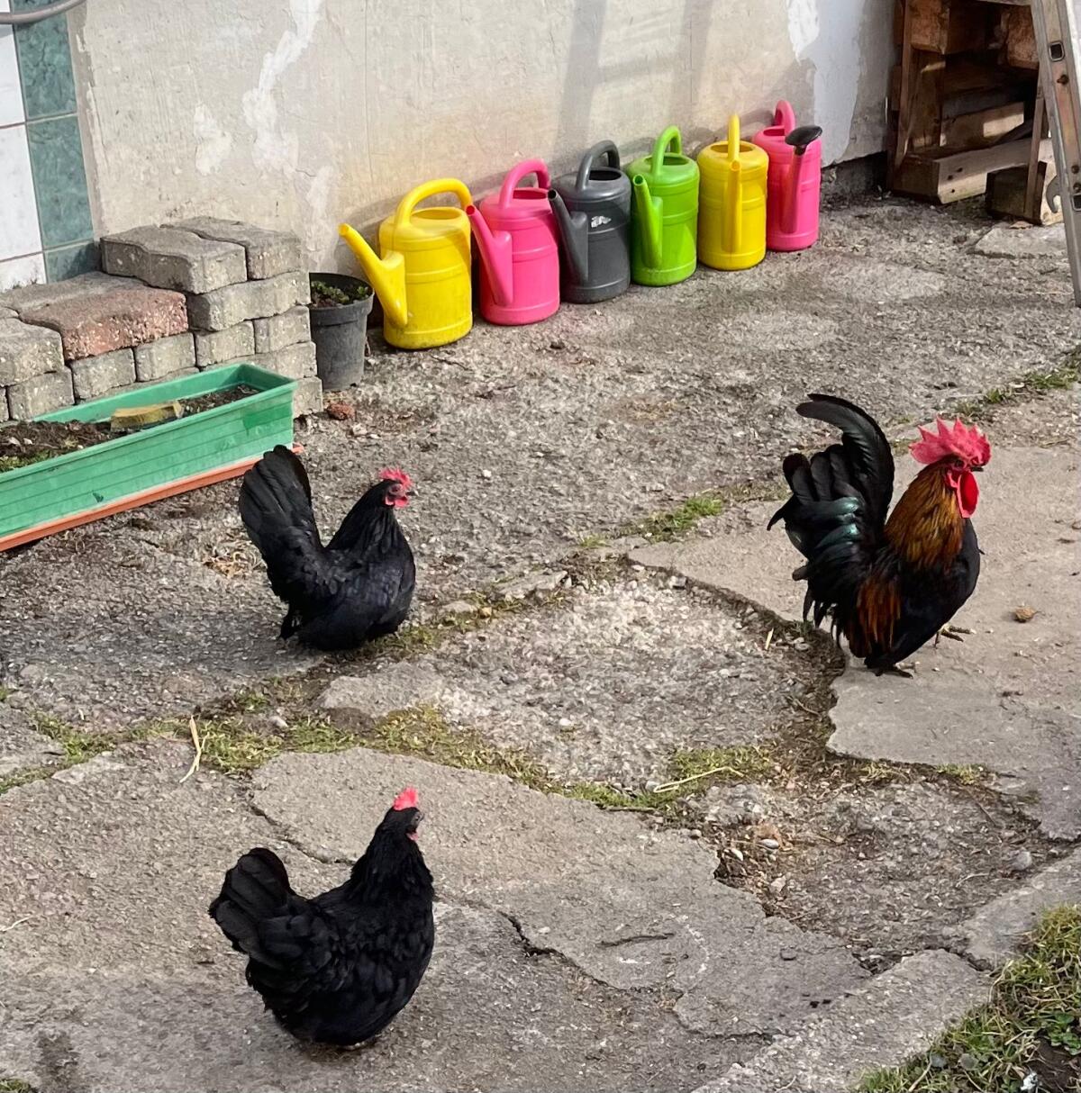 Zwerghühner und Zwerghahn 1