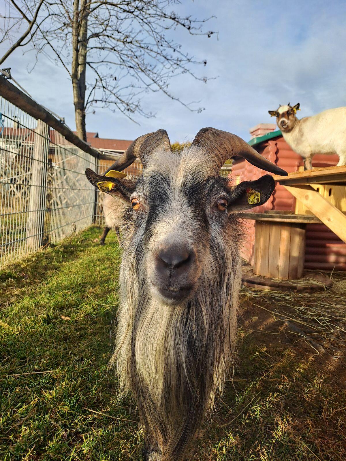 Schöner Zwergziegenbock 3