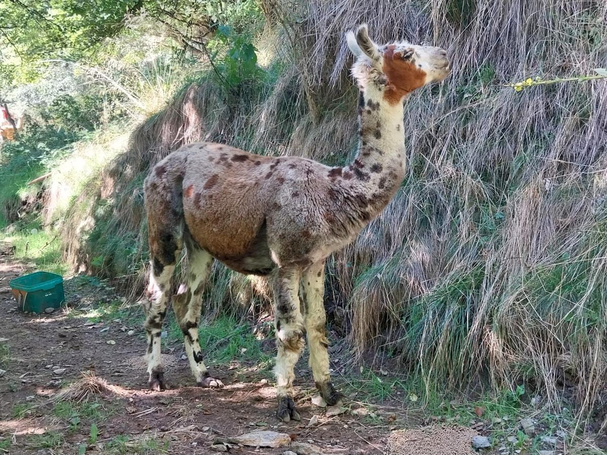 Lamas, Alpakas, Heu, Silage 1