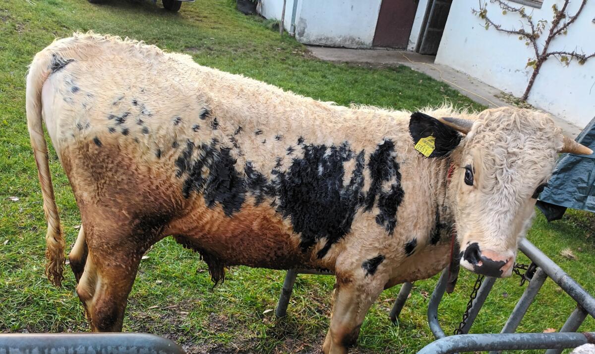 Pustertaler Sprinzen Jungstier, gekört 3