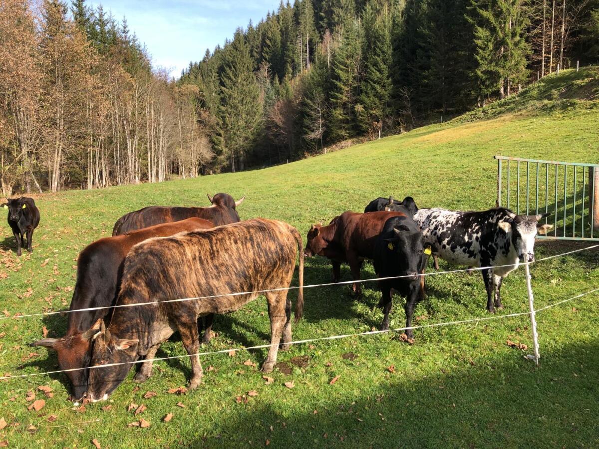 Zwergzebu Rinder (Kalbin, Kalb) 1