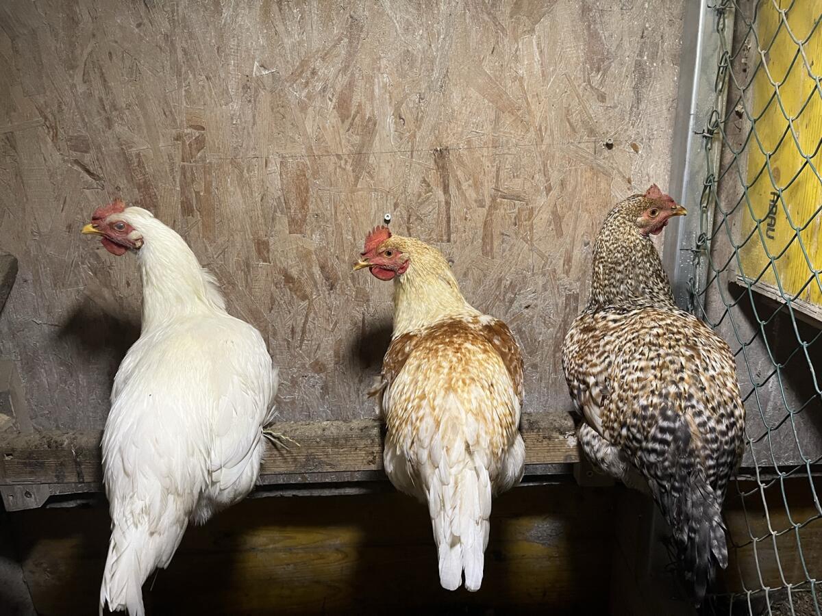 Verkaufe junge Hähne 1