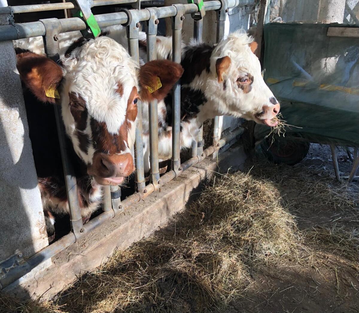 Normande Kalbinnen 3