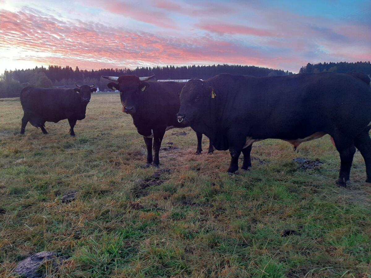 Tuxer Jungrinder zur Zucht (w/m) BIO 2