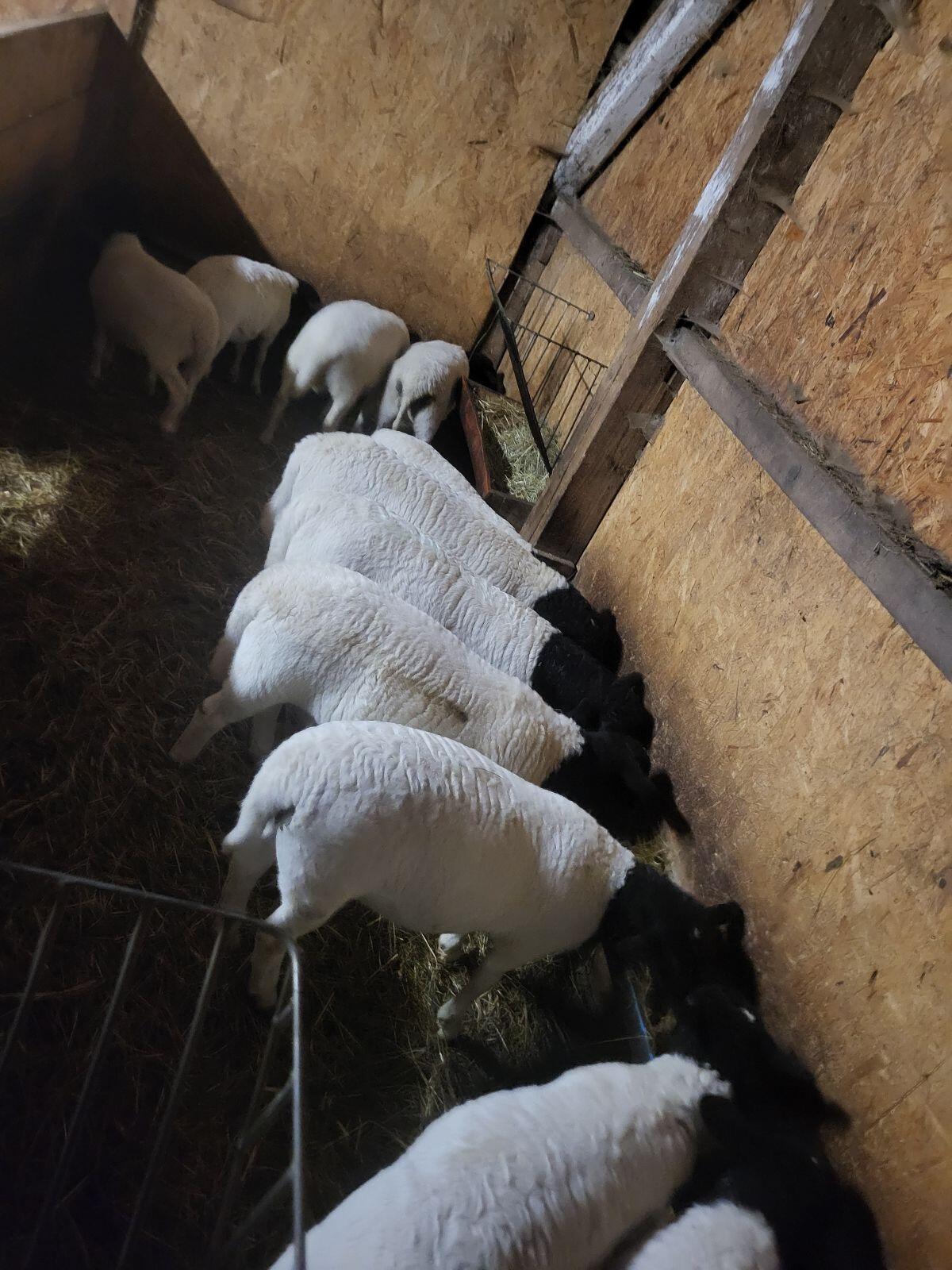 Weibliche Dorperlämmer 2