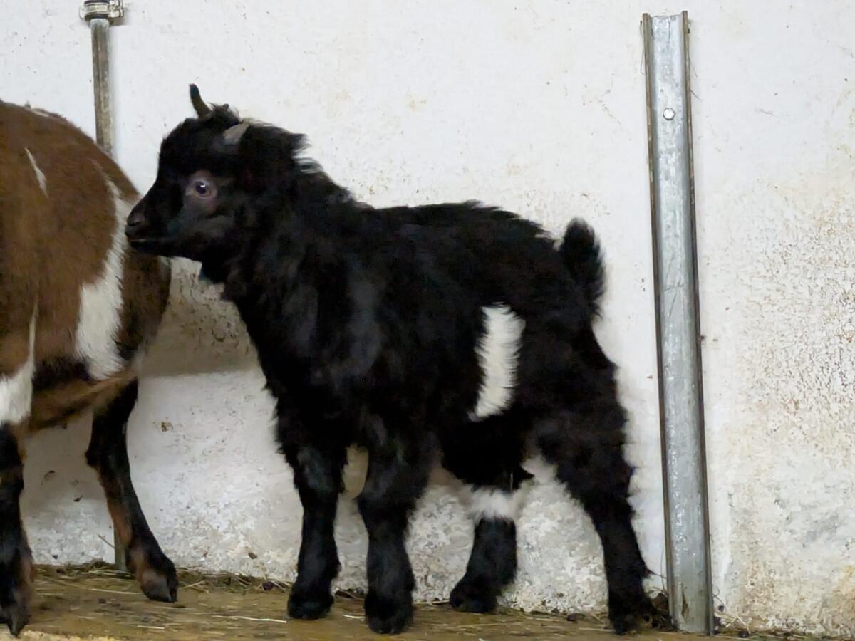 Mini Zwergziegenbock 3