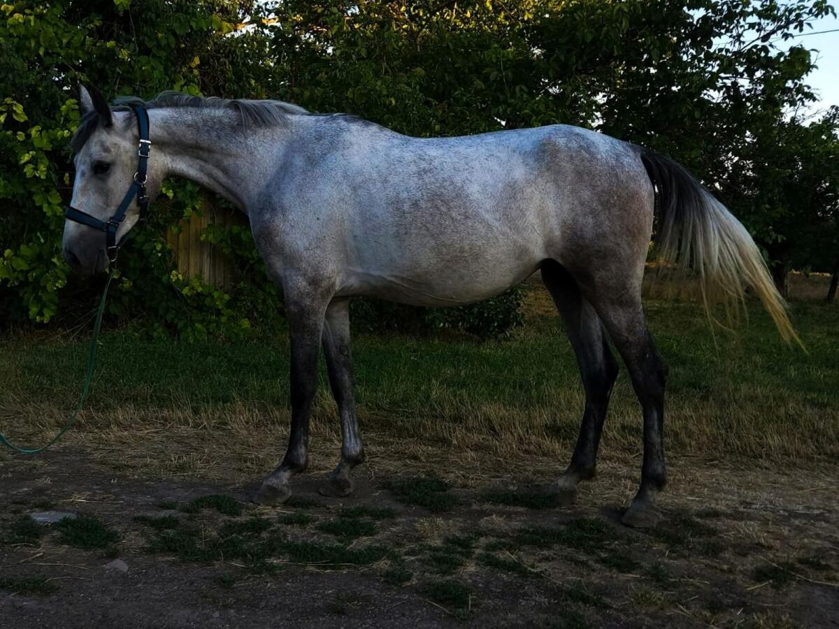 Ungarisches Springpferd 2