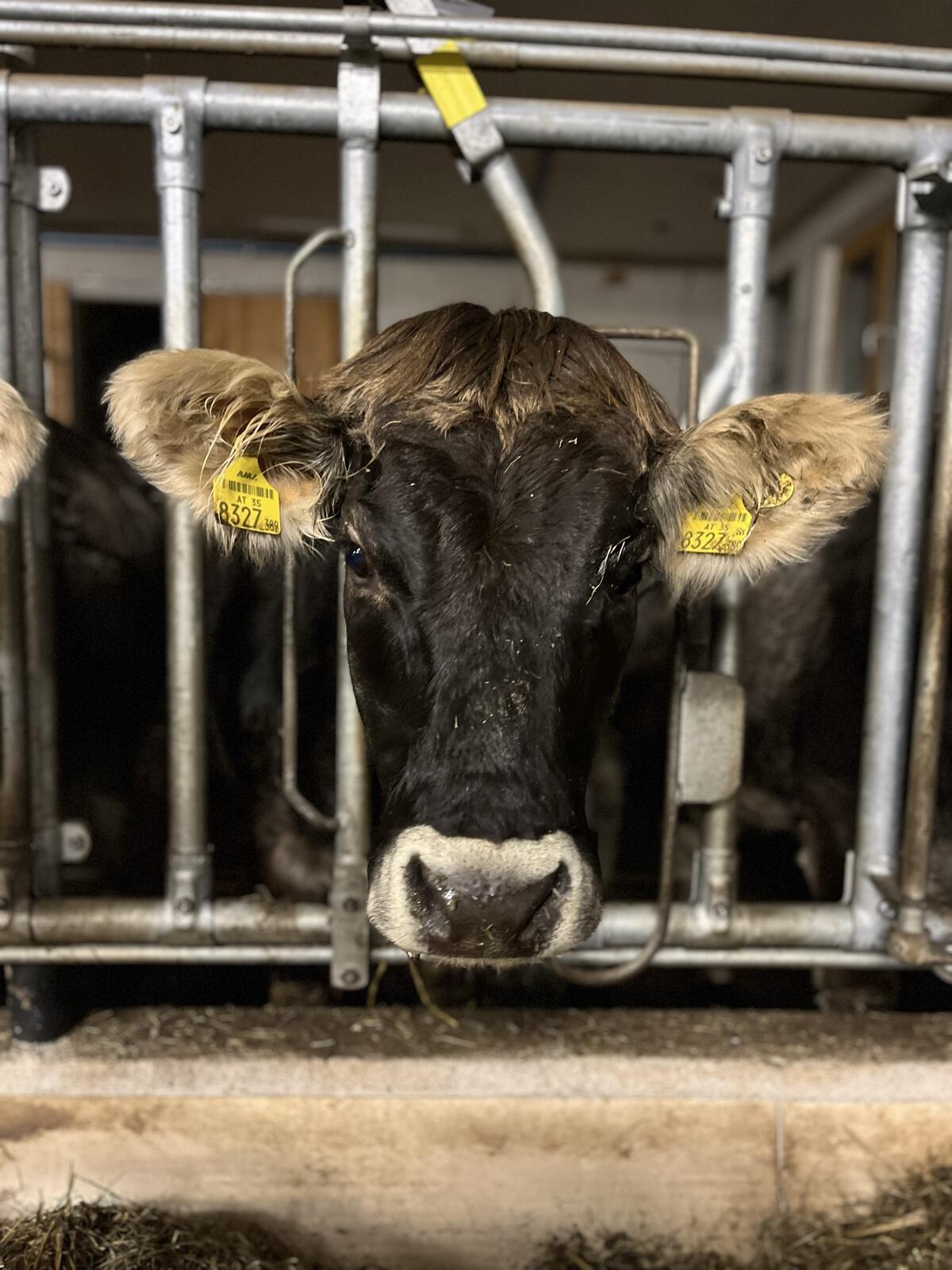 Bio Grauvieh Jahrling und Kalbin 1