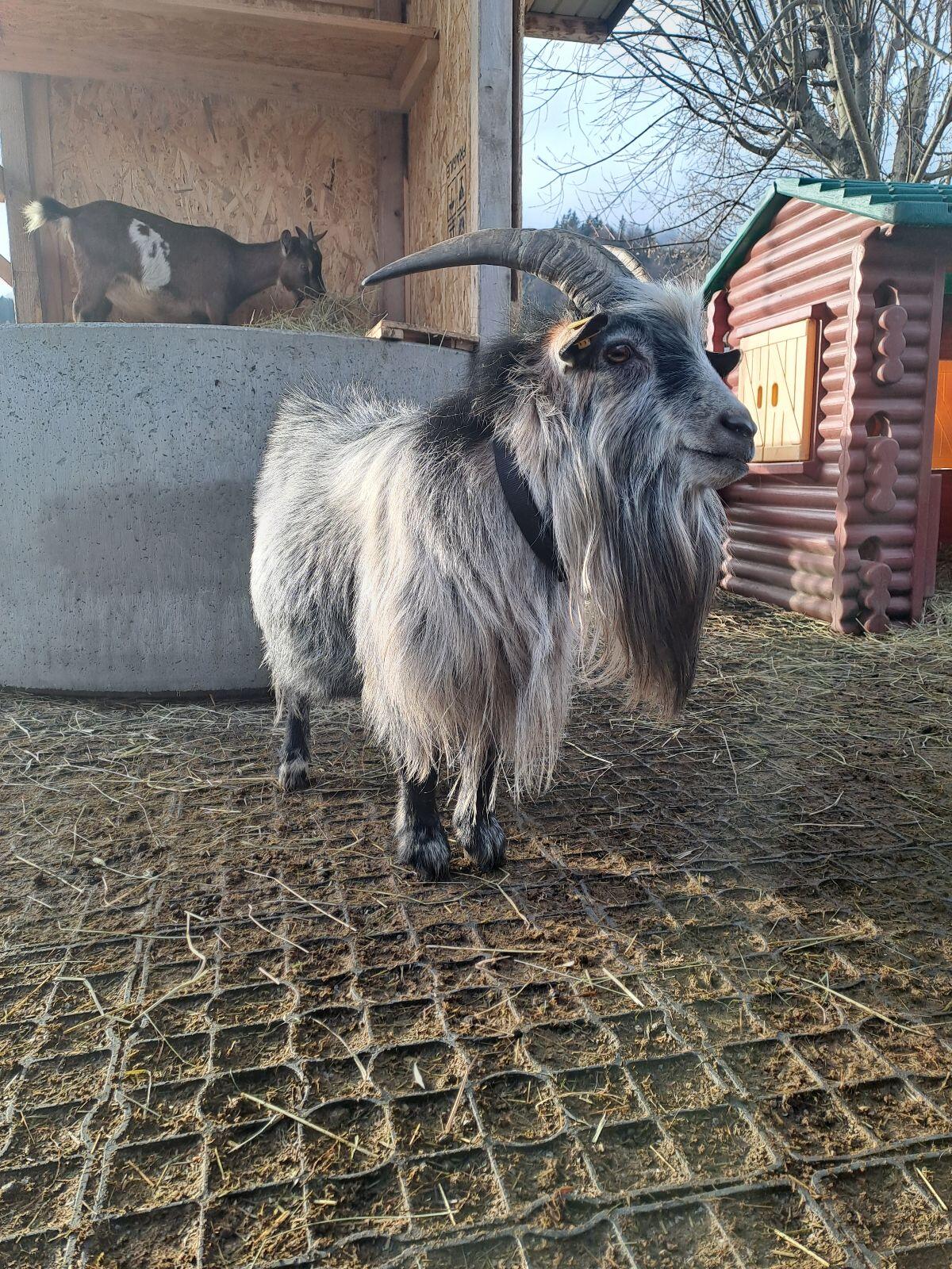 Schöner Zwergziegenbock 2