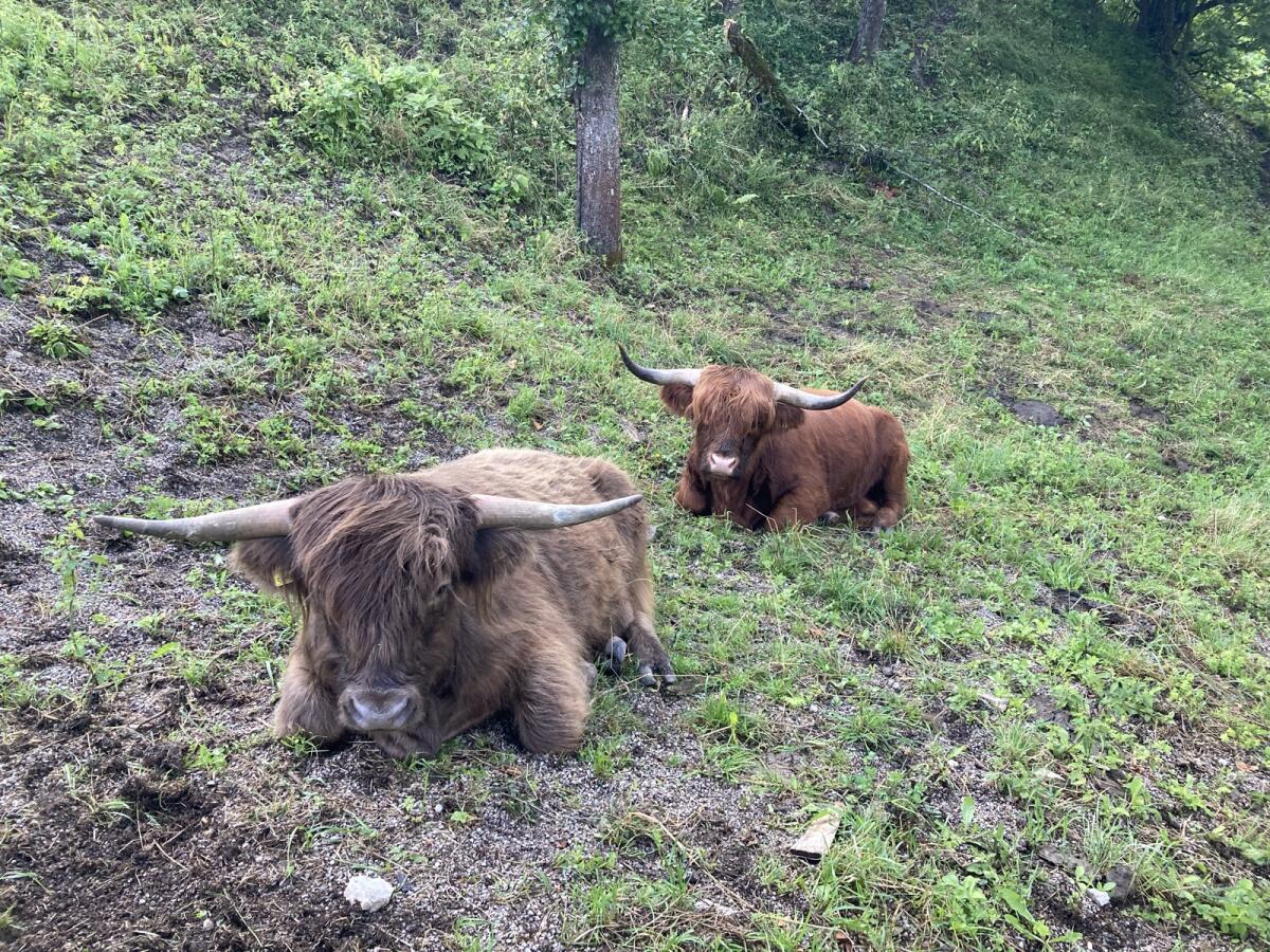 Verk. dunfarbenen Hochlandrind-Zuchtstier 3