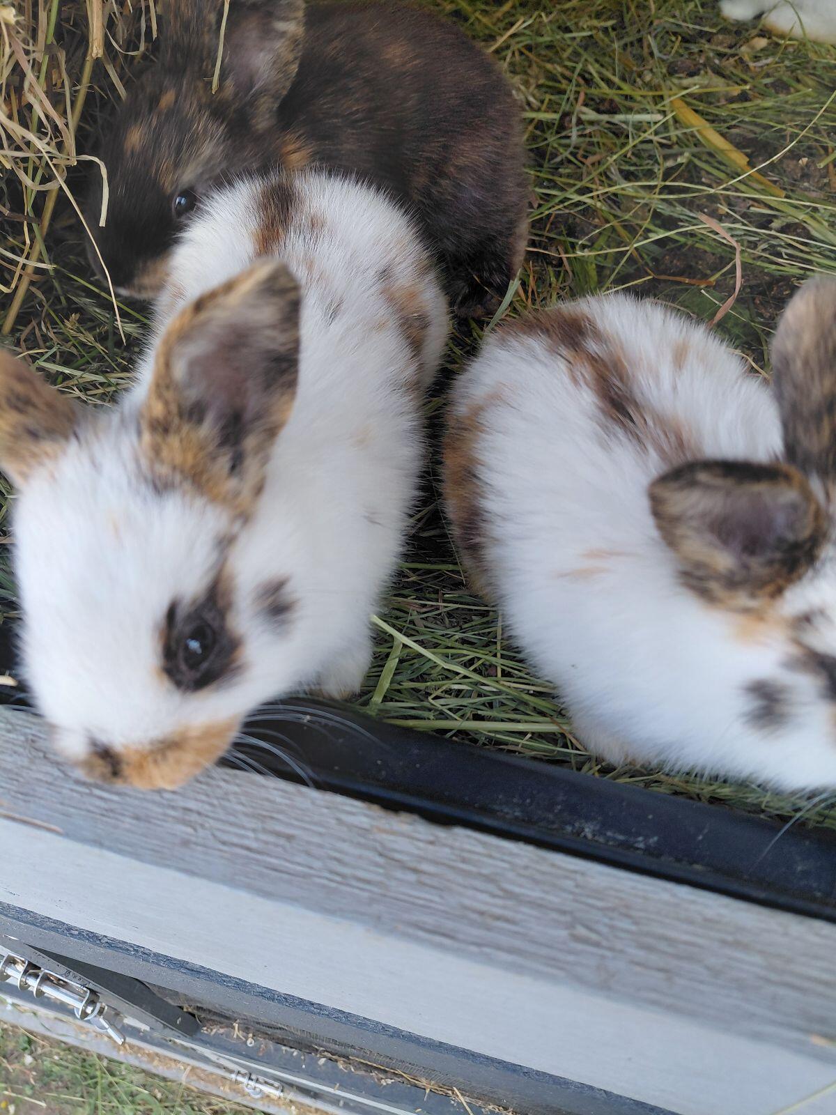 Kaninchen, Mixkaninchen, Fleischhasen 2