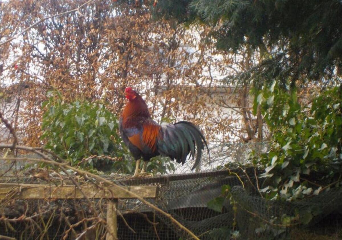 Bruteier Buschhuhn, Dt. 3