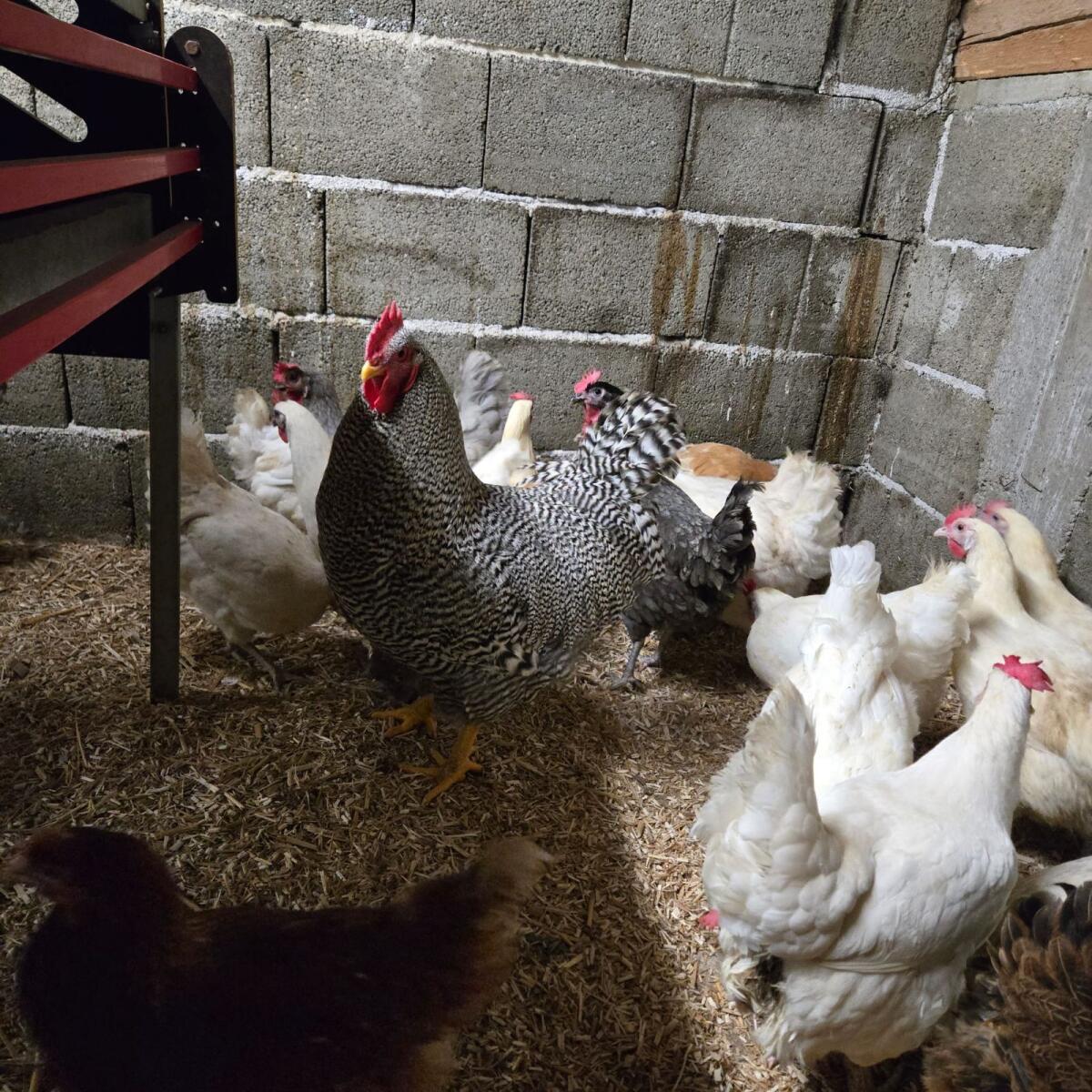 Amrock Legehennen & Hahn 3