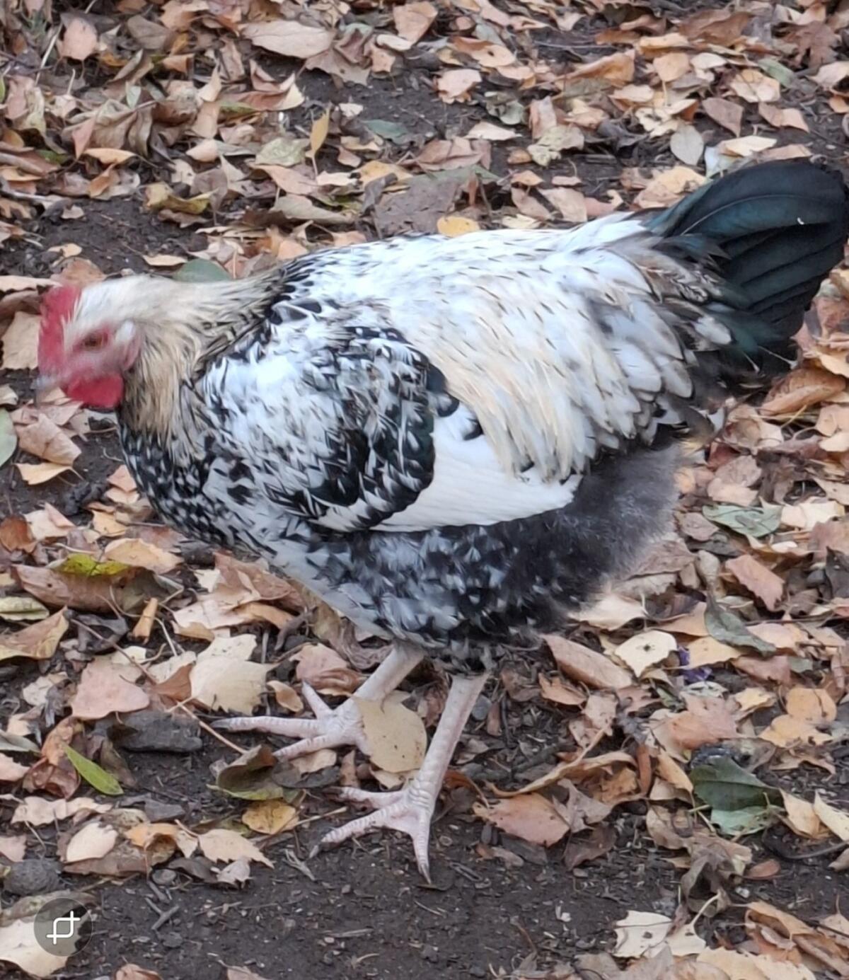 Wyandotten-Mix Junghahn 3