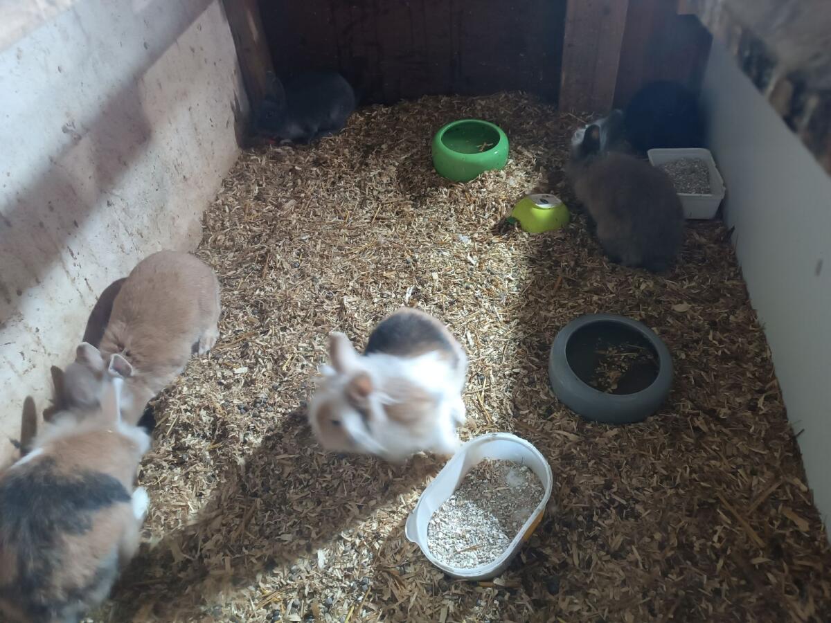 Zwergkaninchen-Babys 1