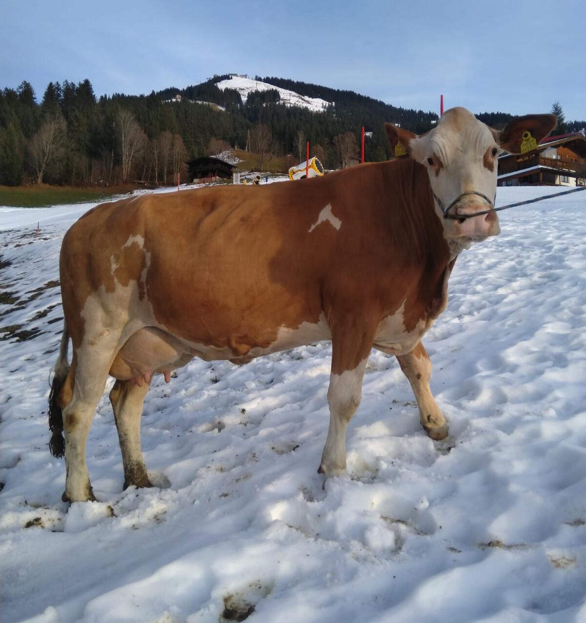 Verkaufe schöne Fleckviehkuh. 1