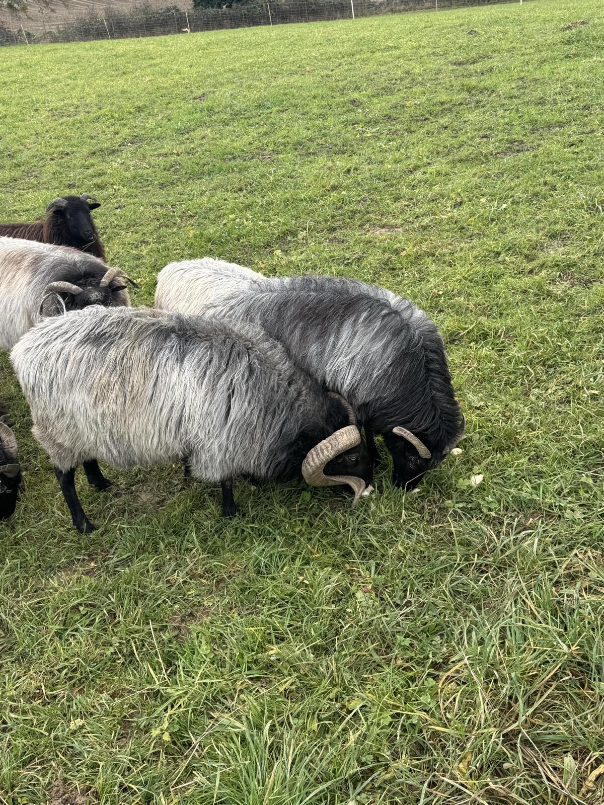 Heidschnuckenherde 2