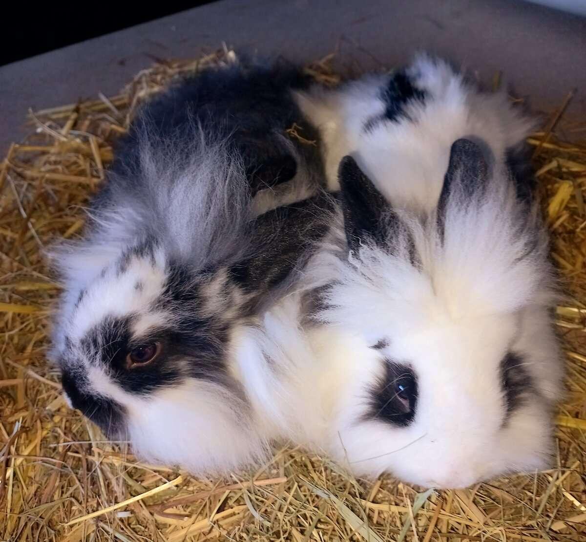 Zwergkaninchen Löwenkopf Teddykaninchen 1