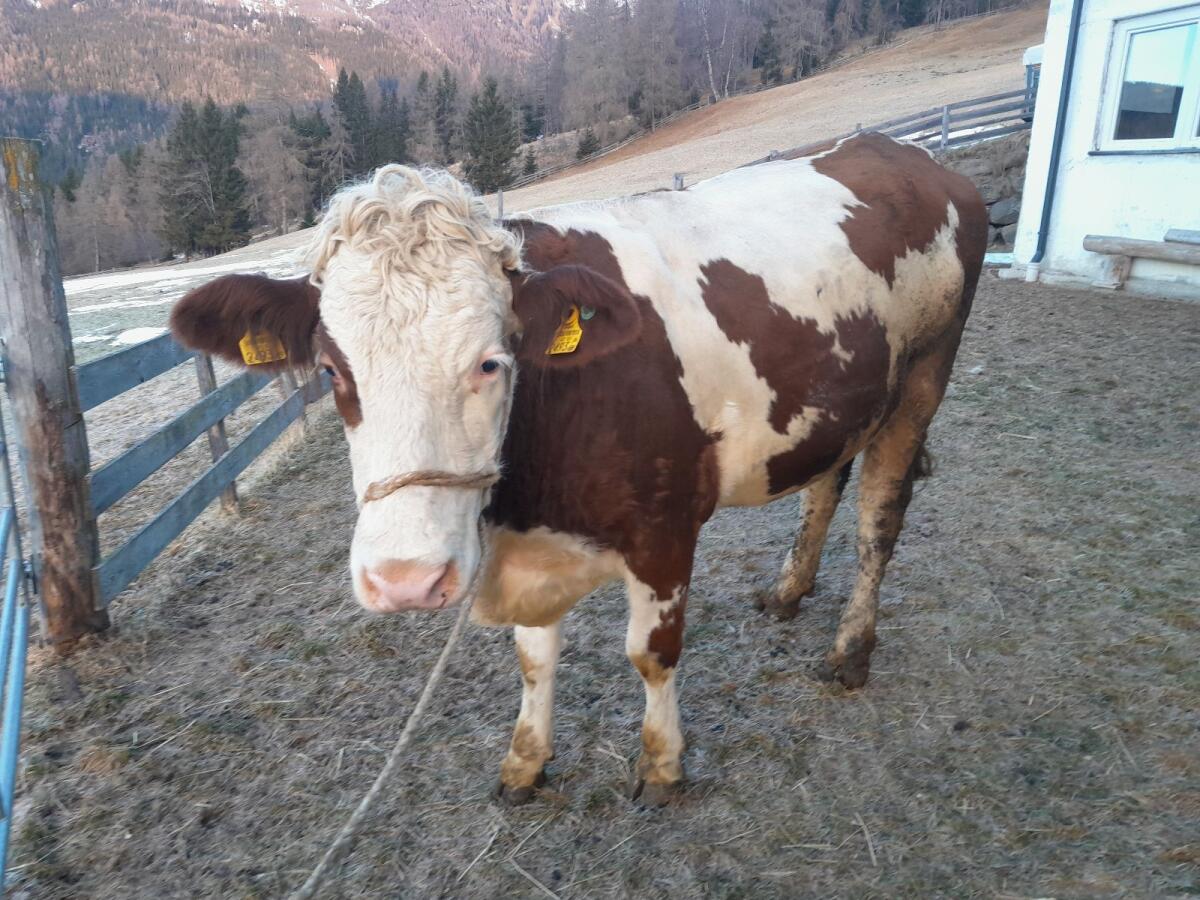 Verkauf 1 Bio-Kalbin träglich 2