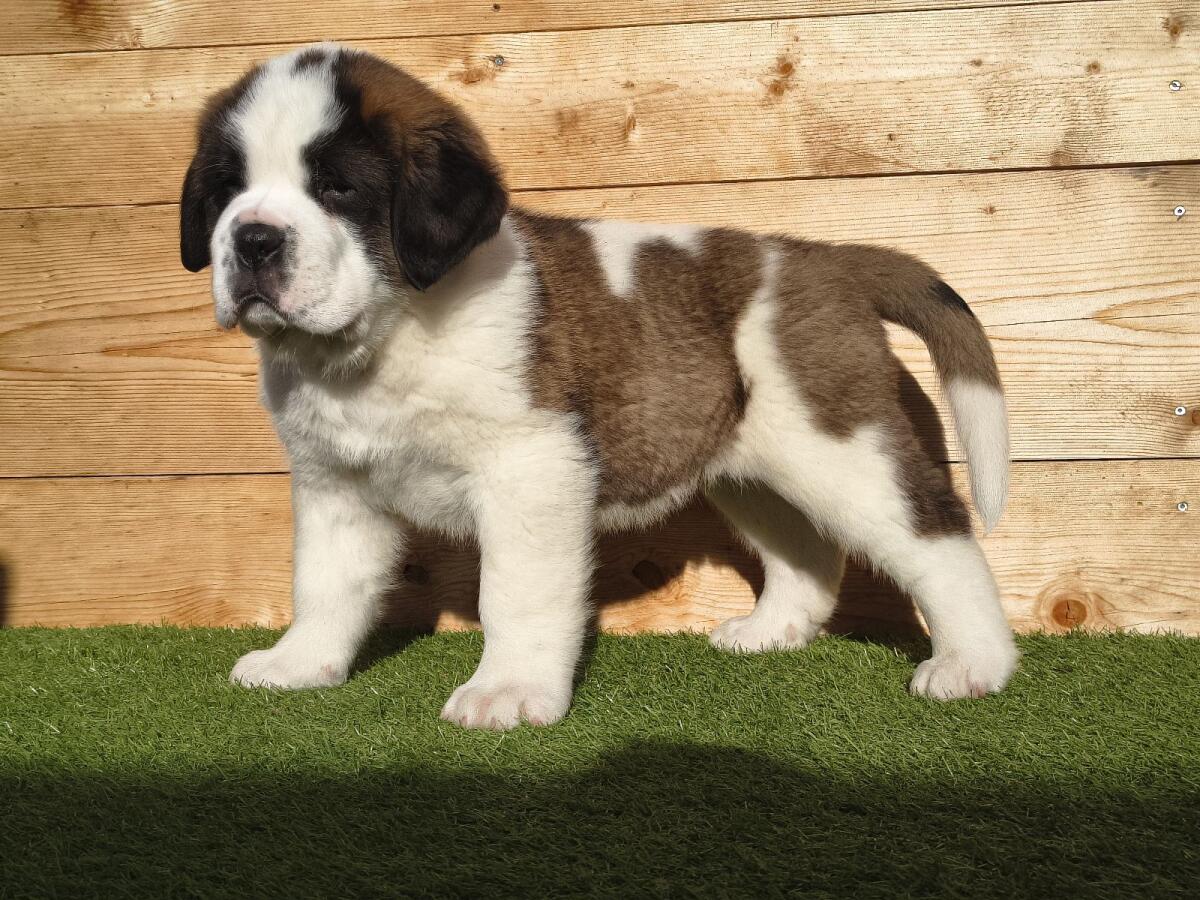 Reinrassige Bernhardiner-Welpen 3