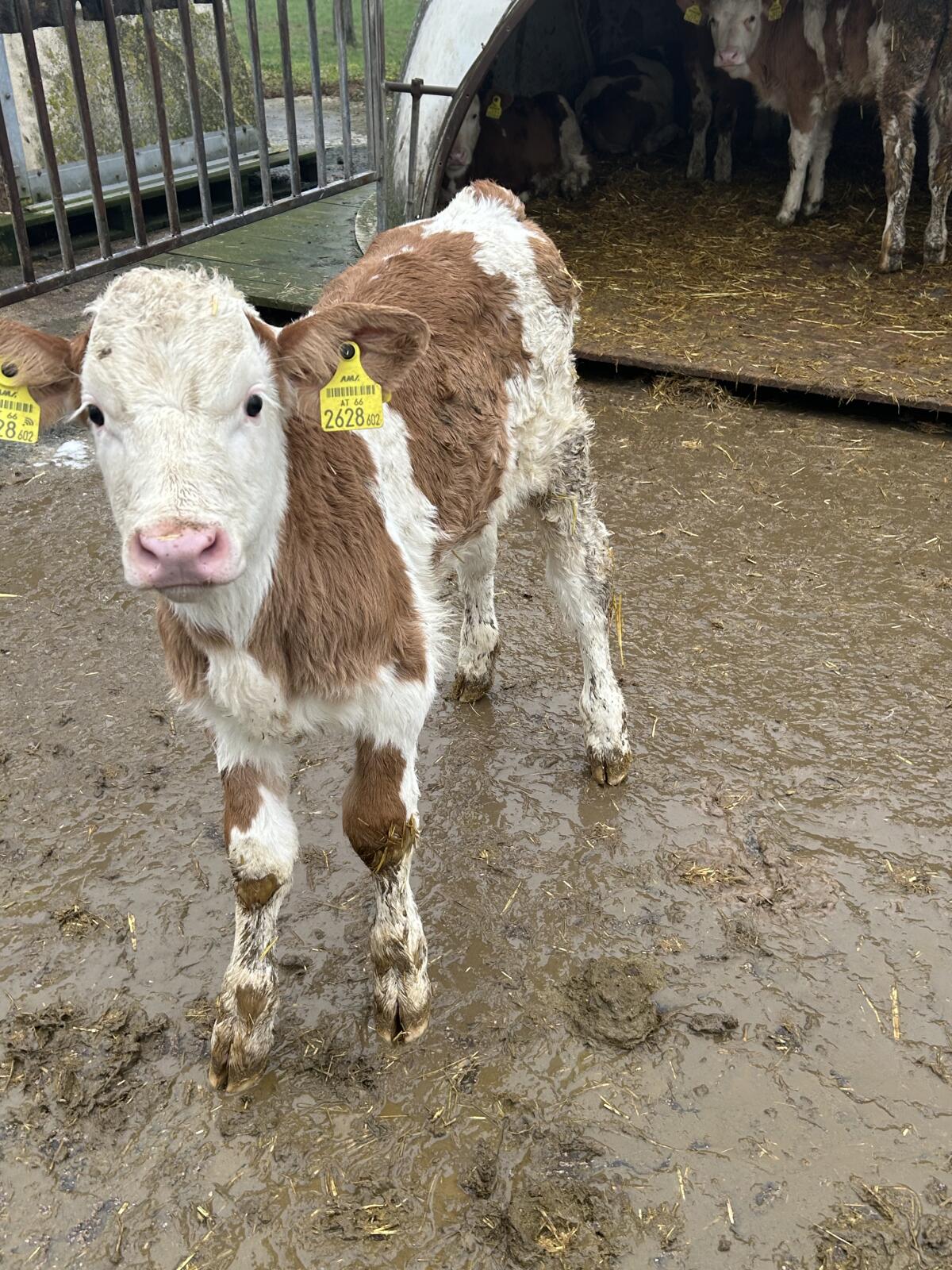 Verkaufe 4 Fleckvieh-Stierkälber 3