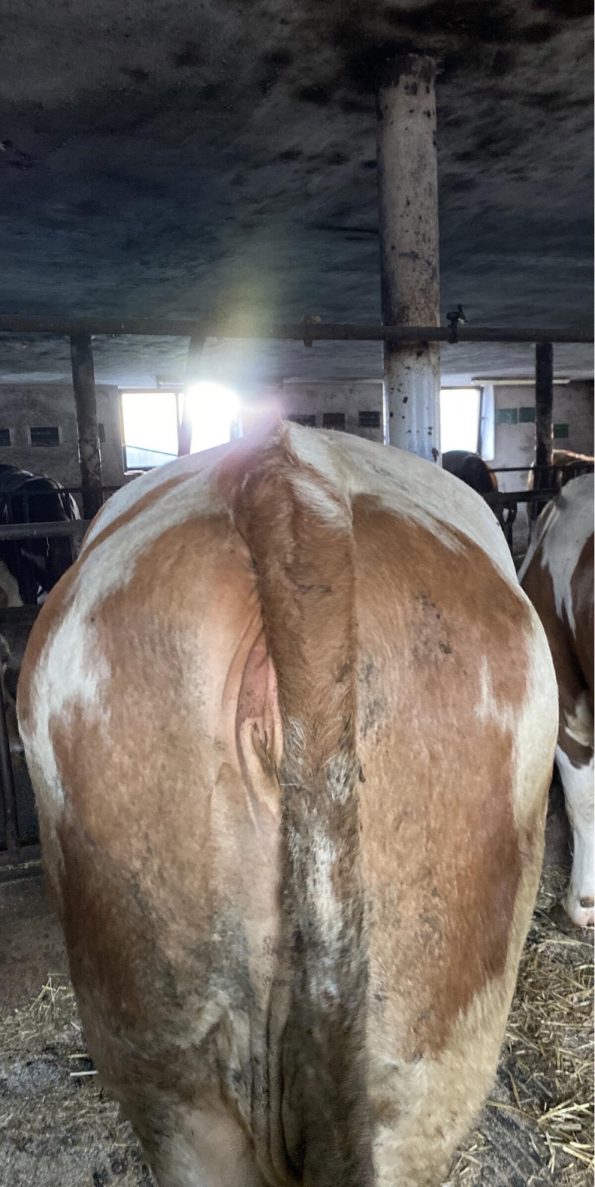 Verkaufe Fleckvieh Kuh FV 1