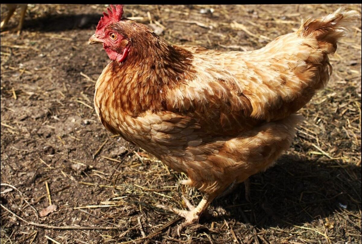 Legehennen Lohmann Braun 1