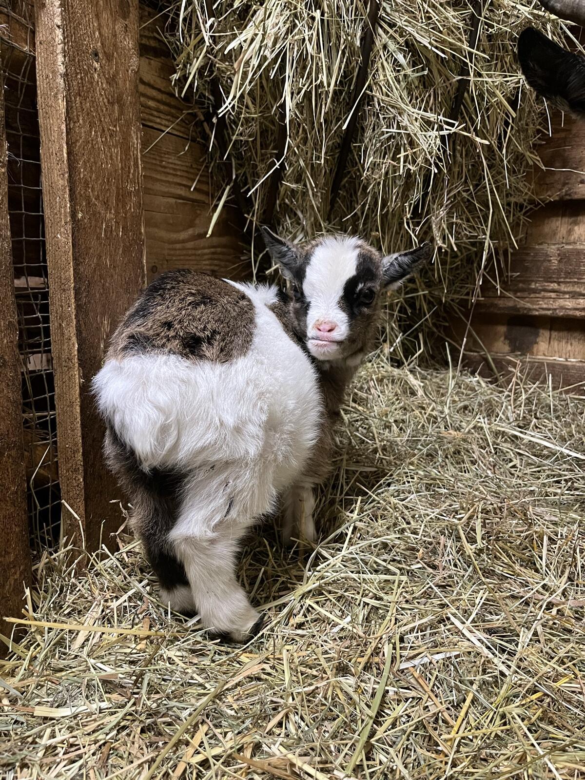 Mini Zwergziegen Mädchen 1