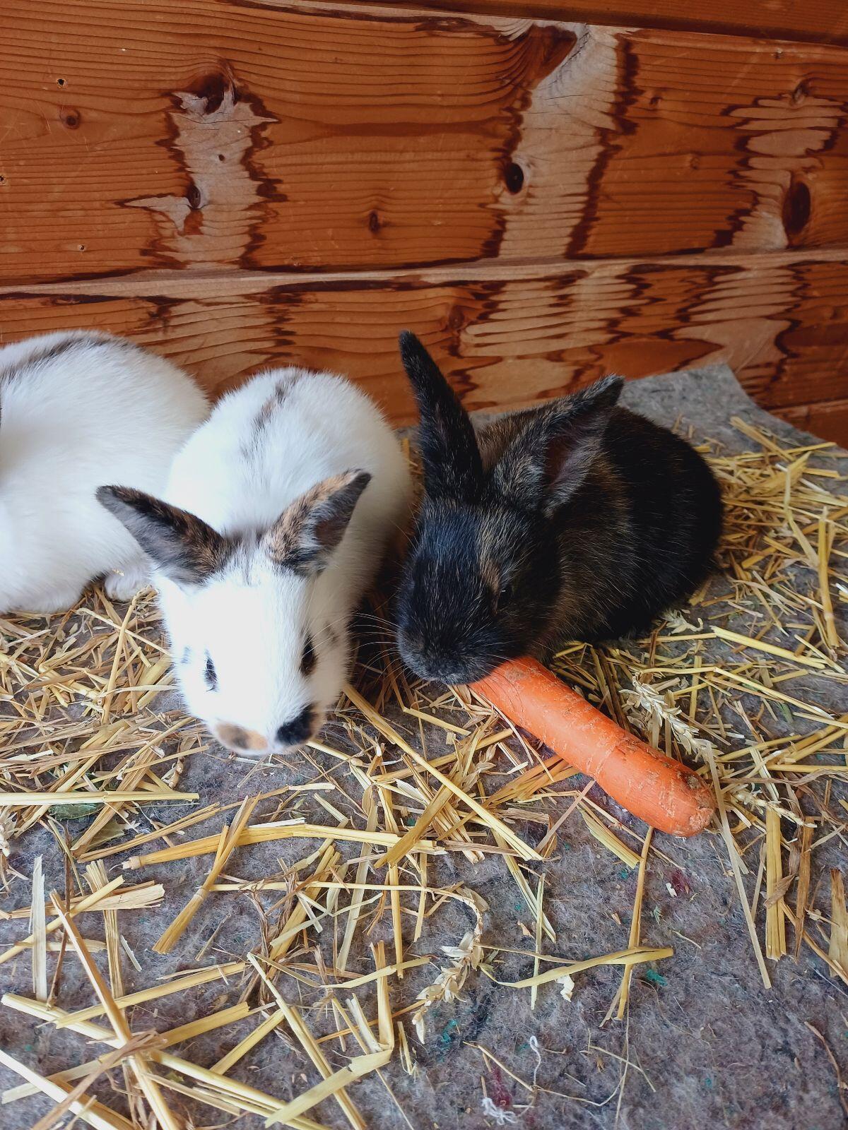 Kaninchen, Rheinische Schecken, Dreifarbenschecken, Fleischhase 3