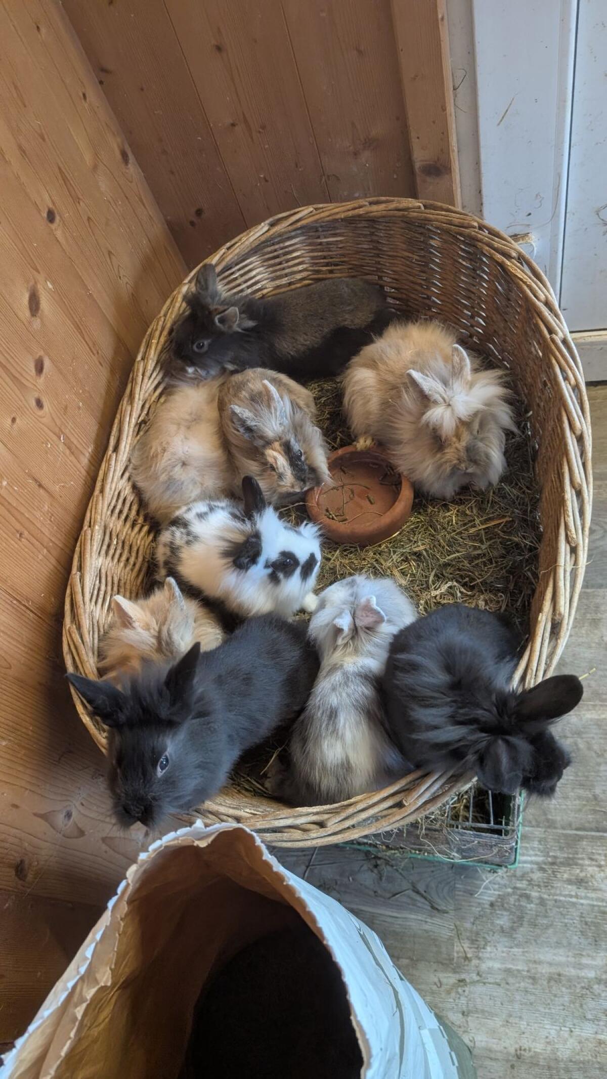 Junge Zwergkaninchen in allen Farben 1