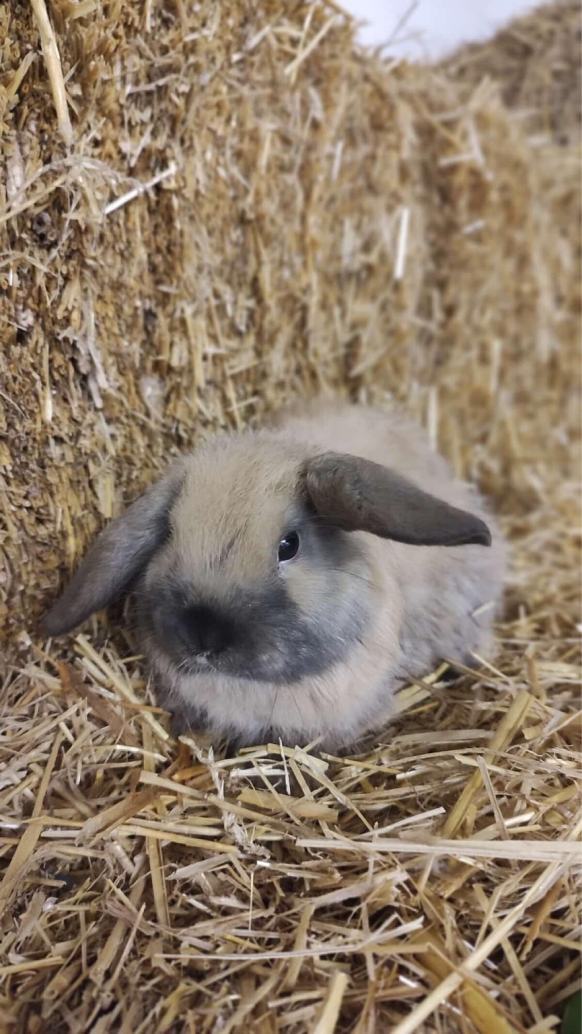 Schlapohr Zwerghasen 1