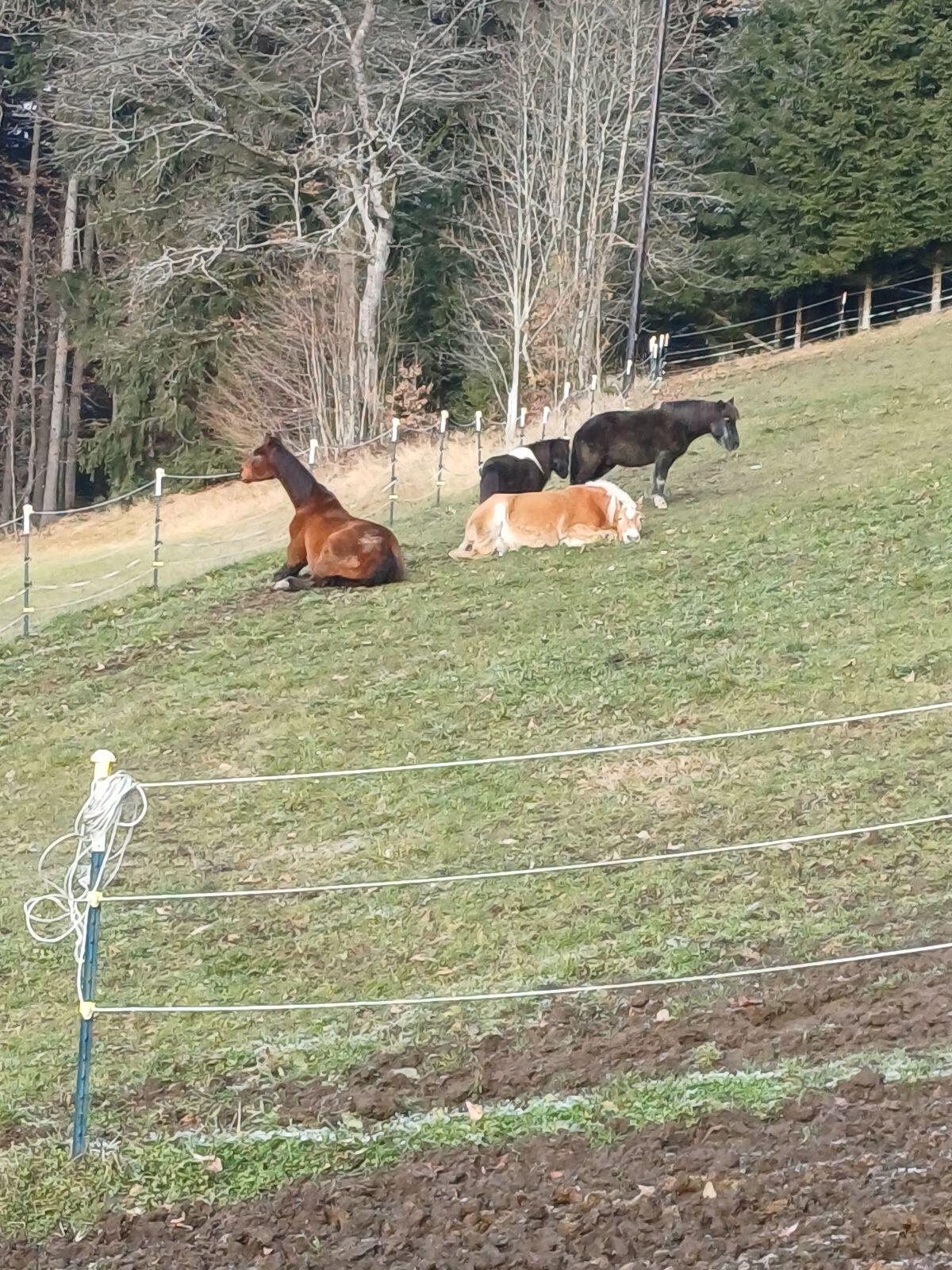 Einstellplatz Offenstall 1