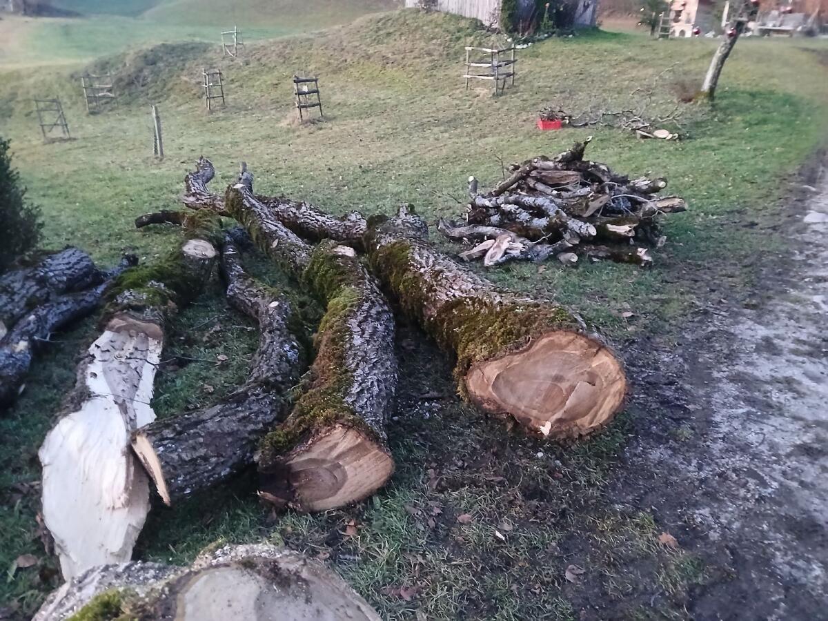 Walnussbaum zu verkaufen 3