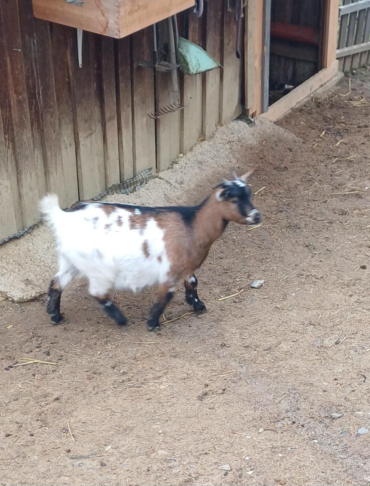 Zwergziegen suchen neues Zuhause 2