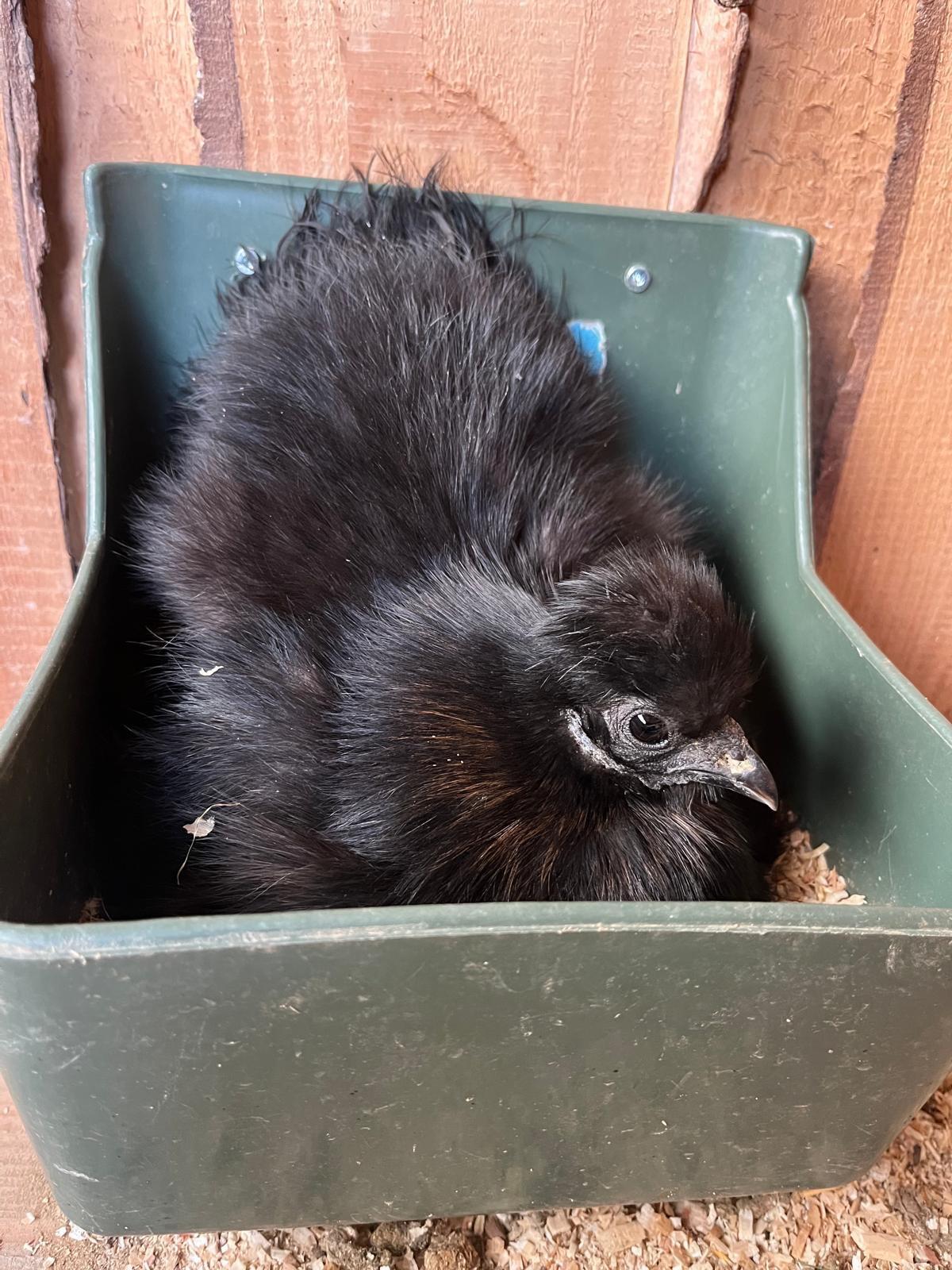 Zwerg Seidenhühner abzugeben, Hennen und Hähne 1