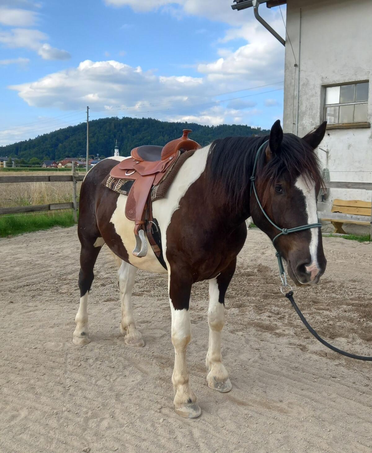 Verkaufe 3,5-jährigen Noriker Wallach 2