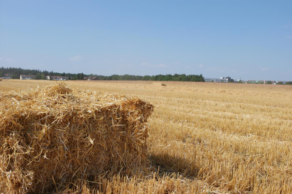 Suche Gerstenstroh lang 1