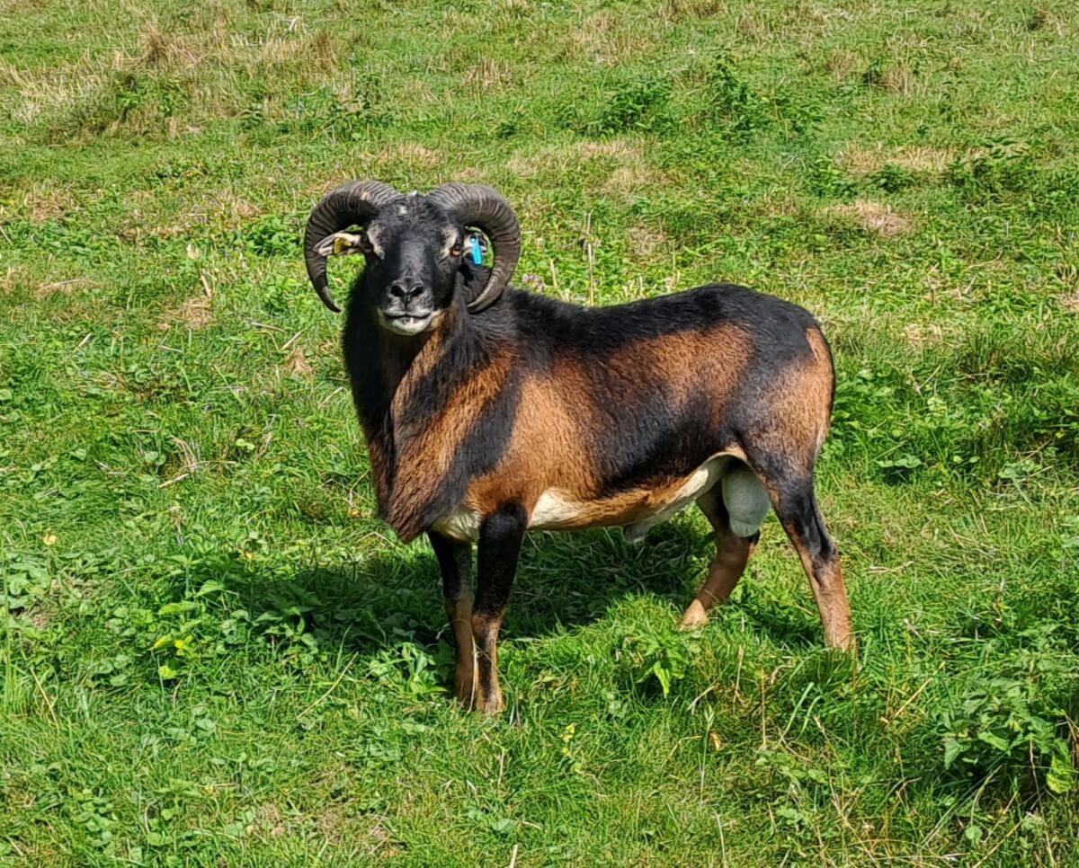 Kamerun Bock 1