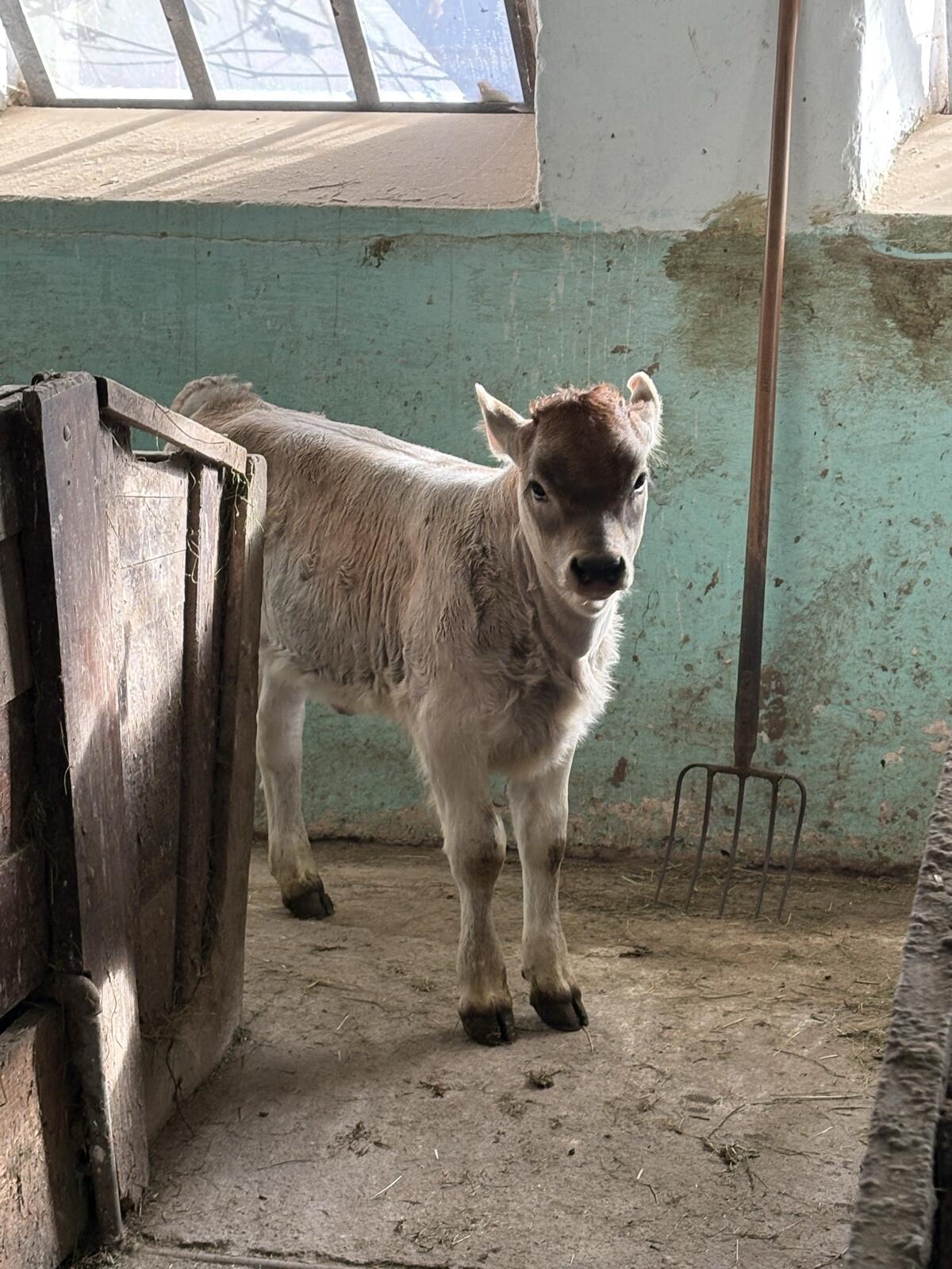 Tiroler Grauvieh Mutterkuh 2