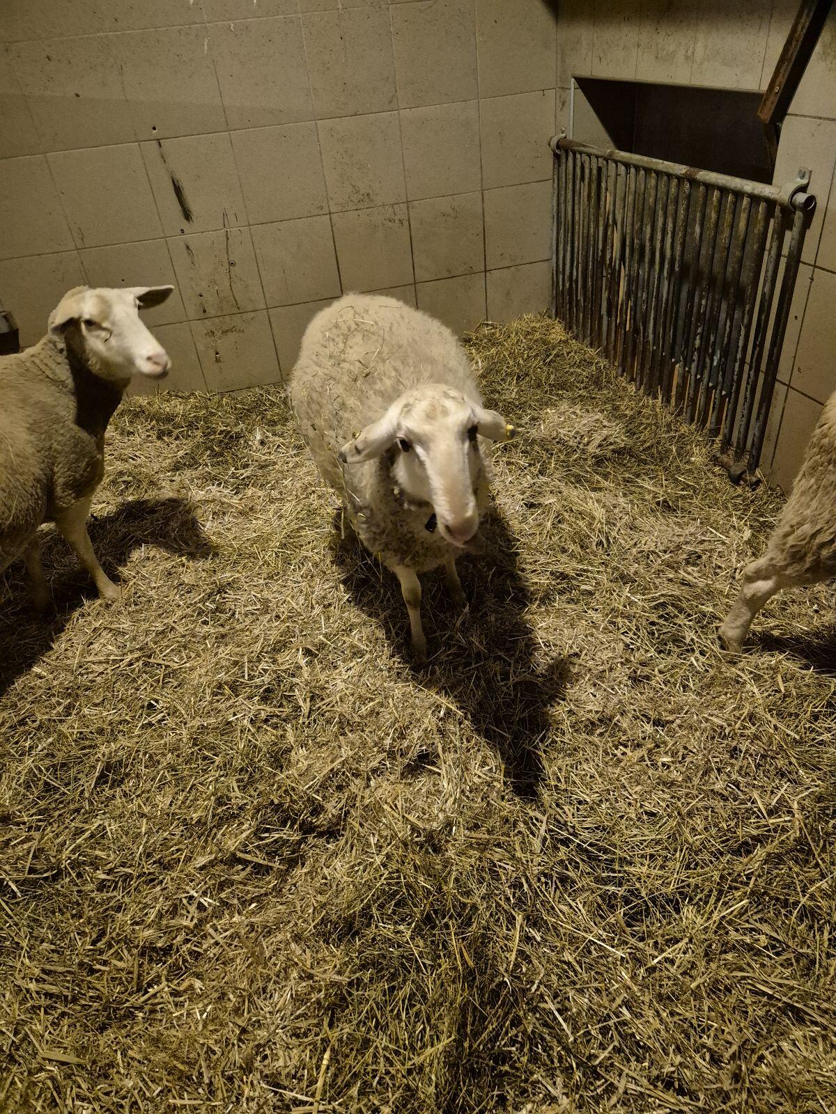 Bio Kärntner Brillenschaf 2