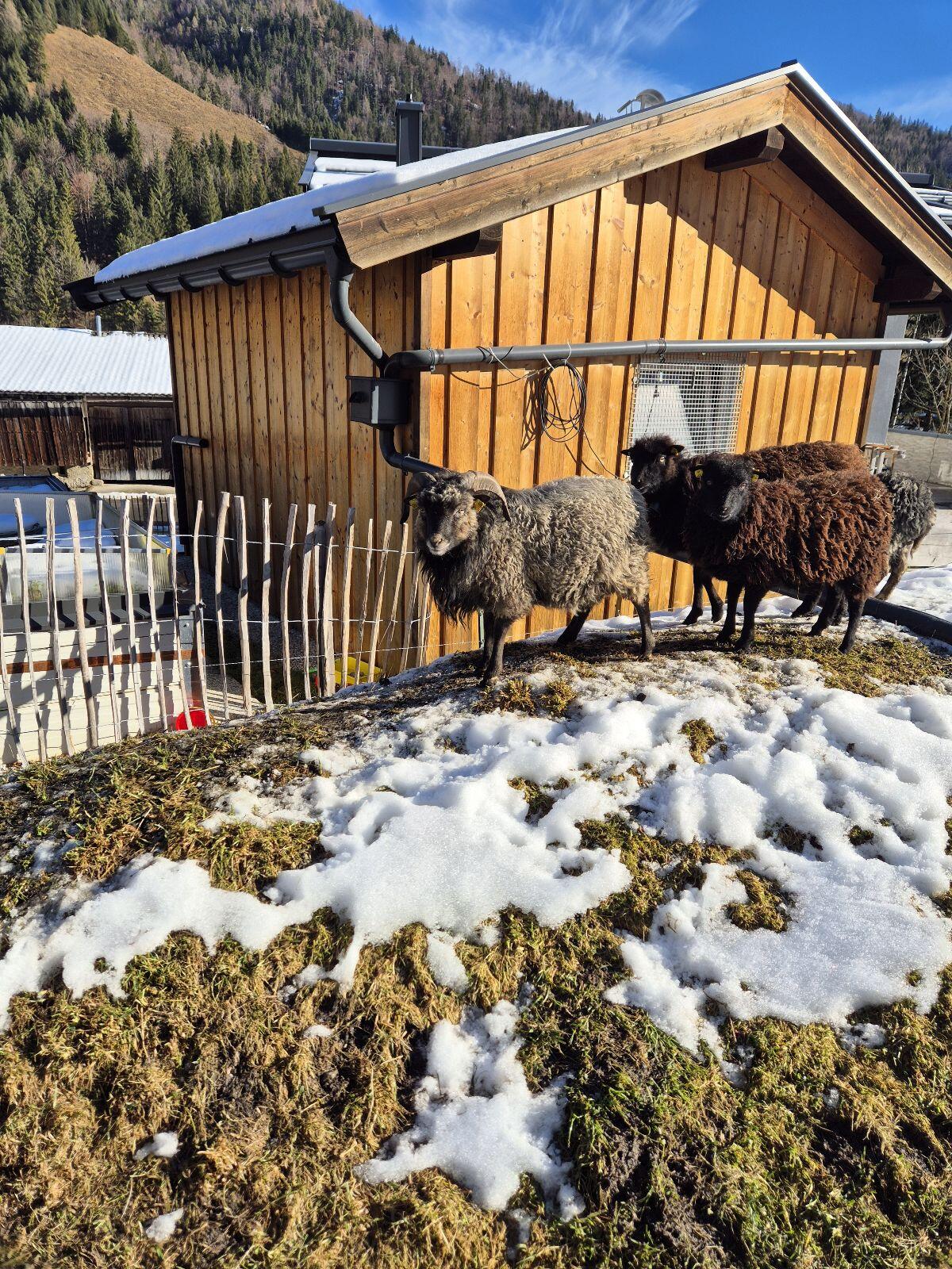 Ouessant, Zwergschafe 2