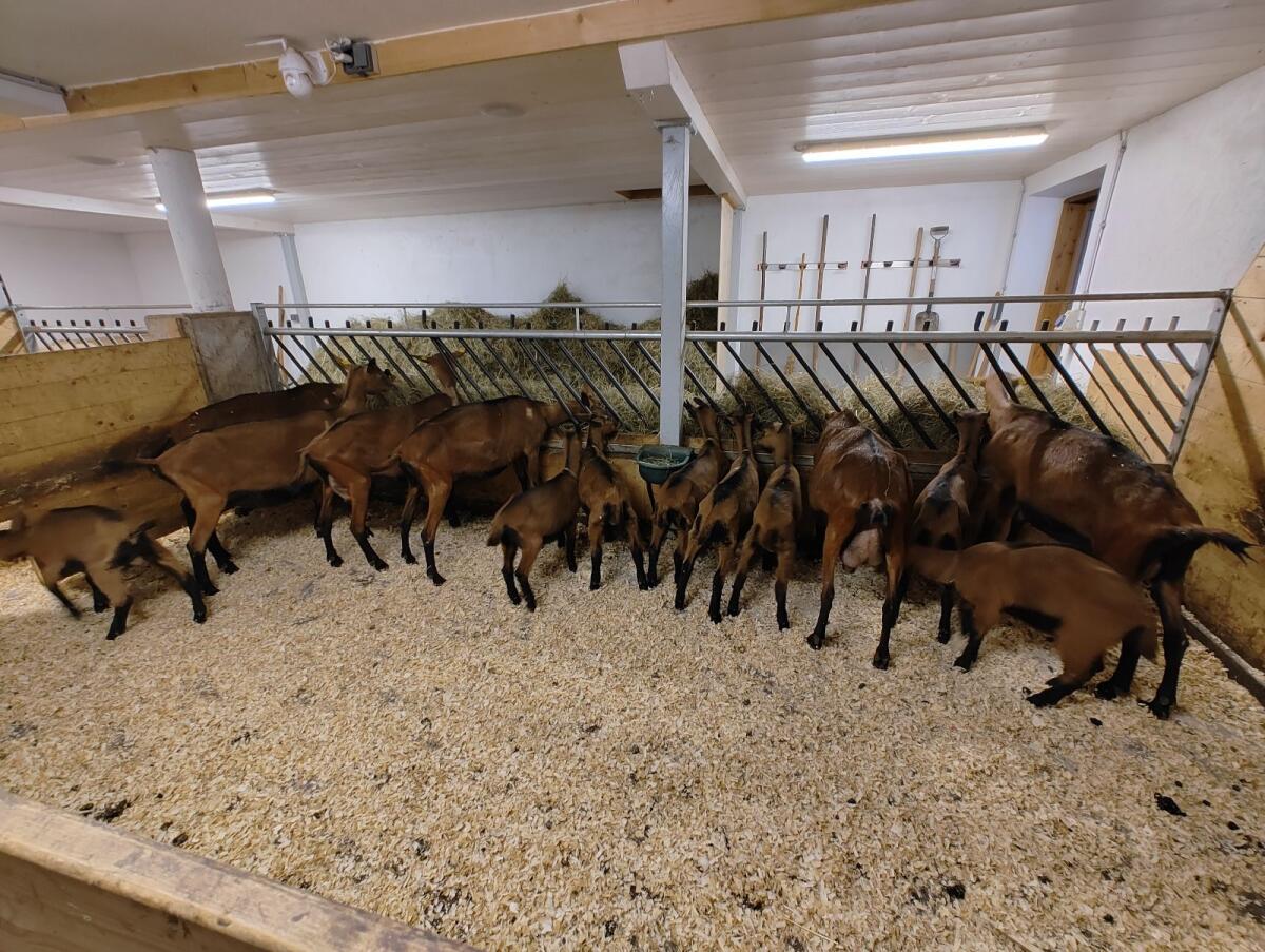 GGZ - Zuchtziegen CAE und Pseudofrei 2