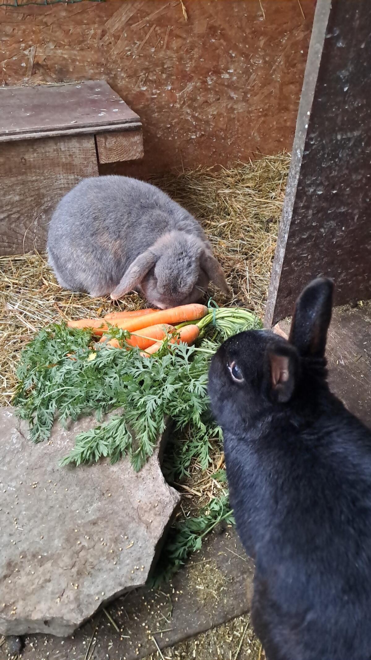 Kaninchen zu verschenken 2