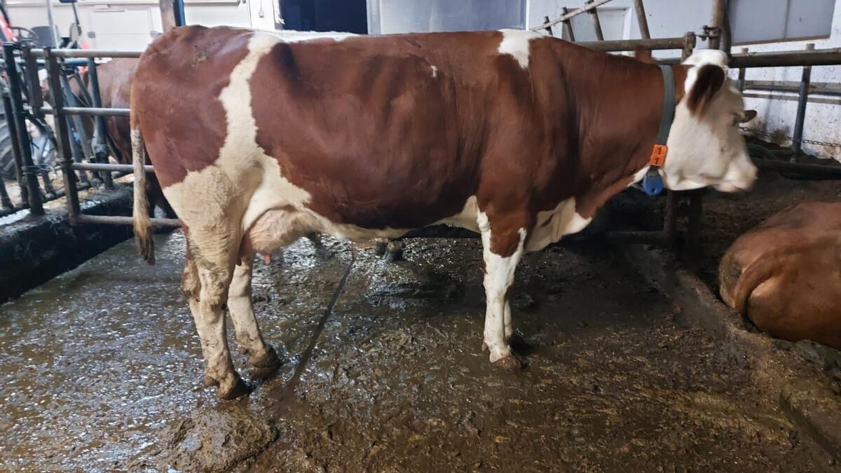 Fleckvieh Erstlingskuh 2