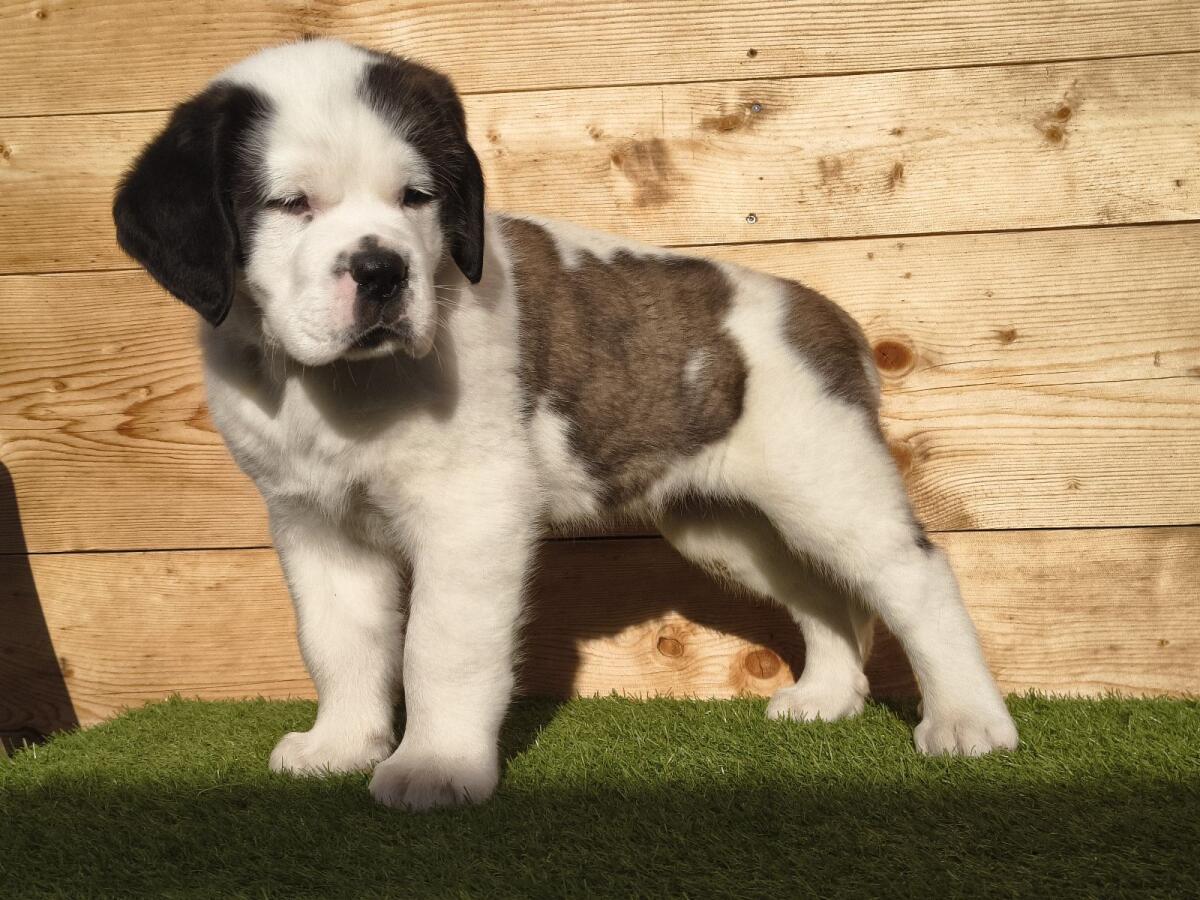 Reinrassige Bernhardiner-Welpen 2