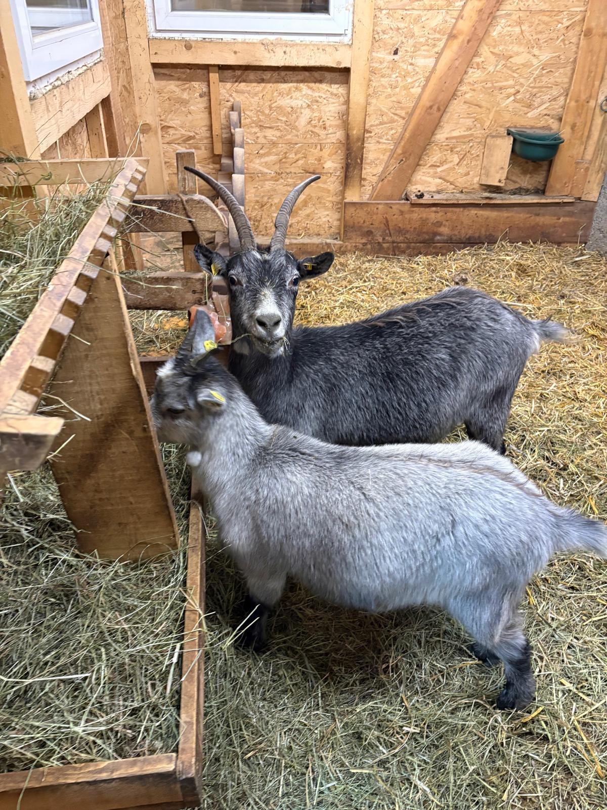 Blobe Ziege mit Kitz 2