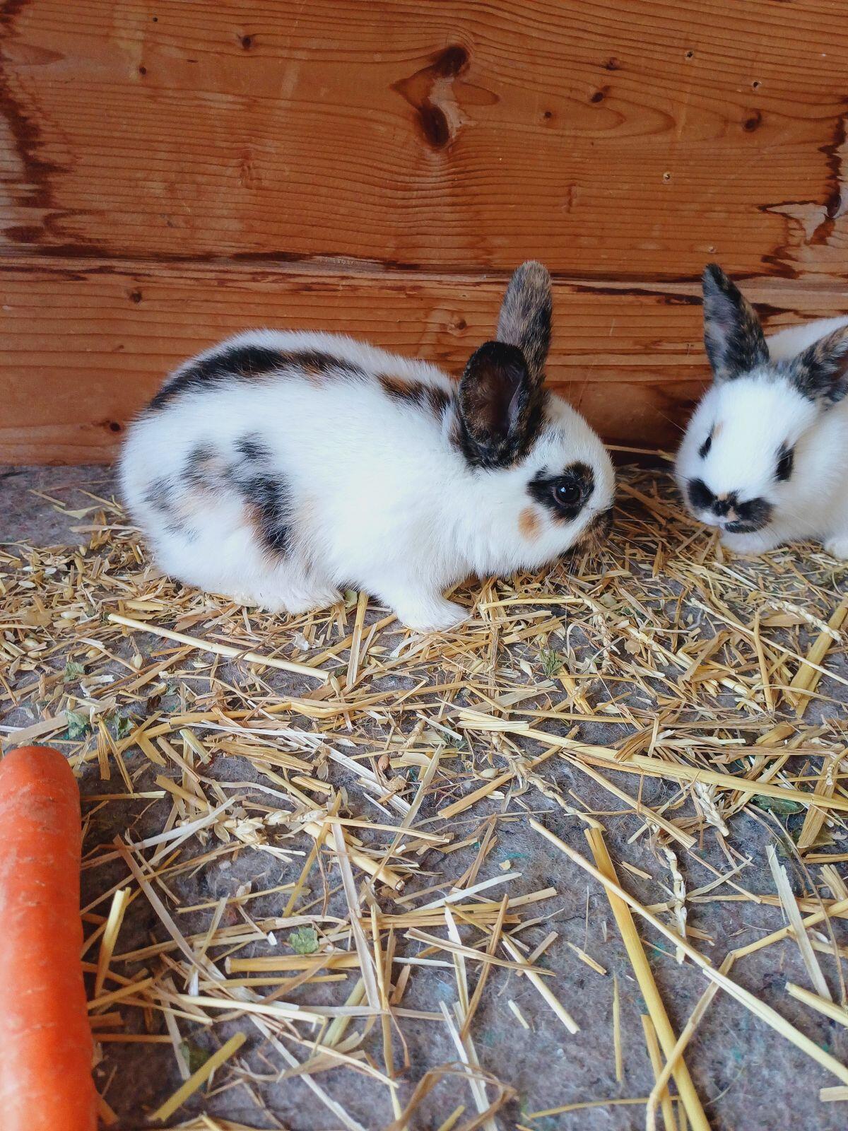 Kaninchen, Rheinische Schecken, Dreifarbenschecken, Fleischhase 2