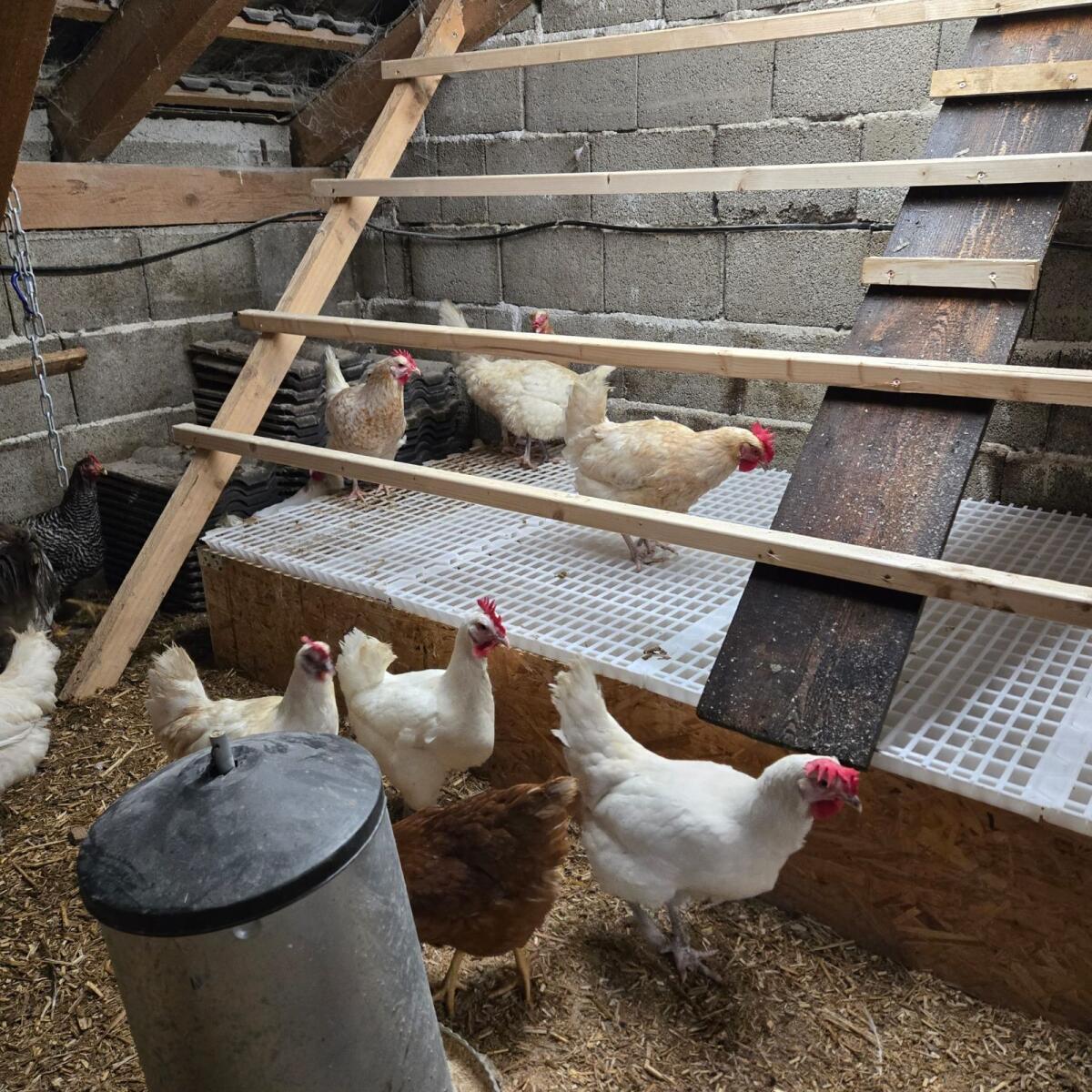 Bresse Legehennen weiß oder blau & Hahn blau 3