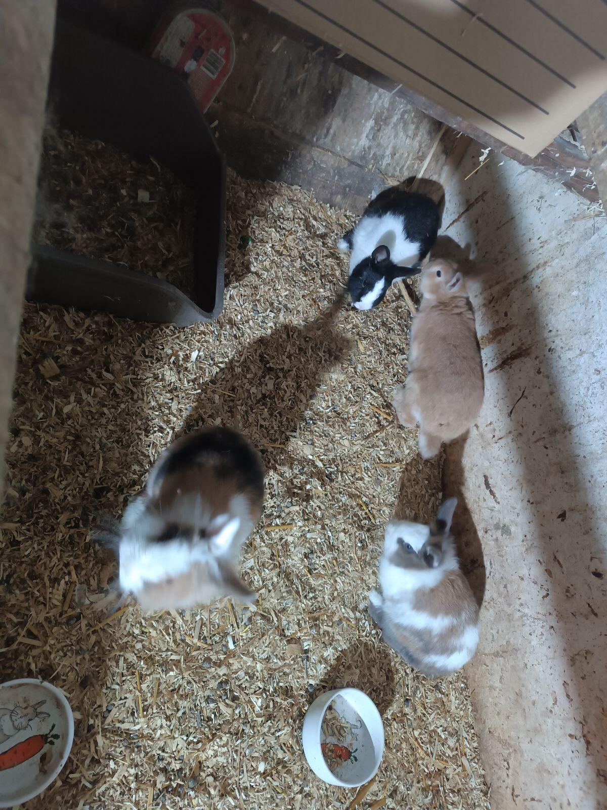 Zwergkaninchen-Babys 2