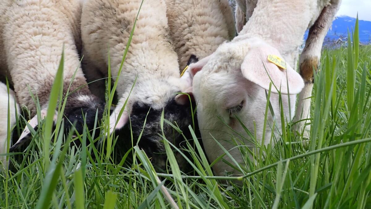 Mutterschafe Jura und Merino, Schwarzkopfwidder 3